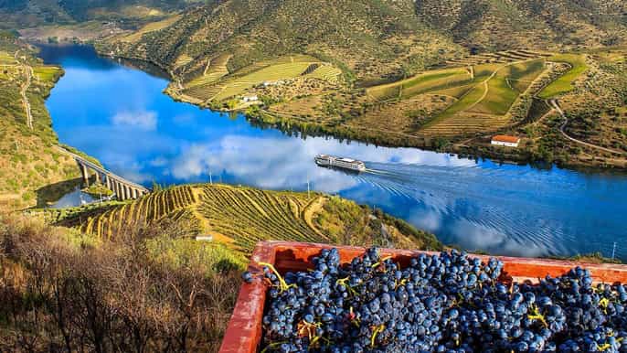 private tour douro valley wine and food da oporto