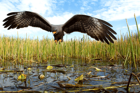 Miami Beach: 60 min Airboat, transfer i sanktuarium dzikich zwierzątEverglades