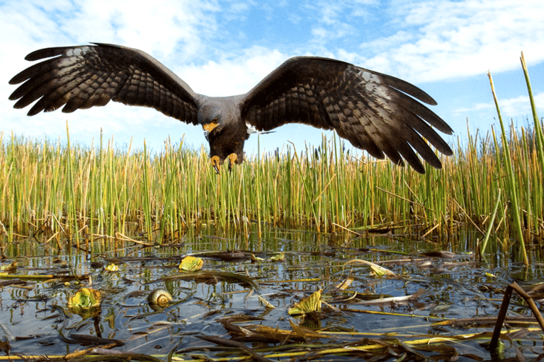 Miami Beach: 60 min Airboat, transfer i sanktuarium dzikich zwierzątEverglades