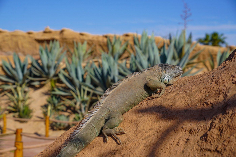 Agadir: Goats on Trees & Crocoparc Tour