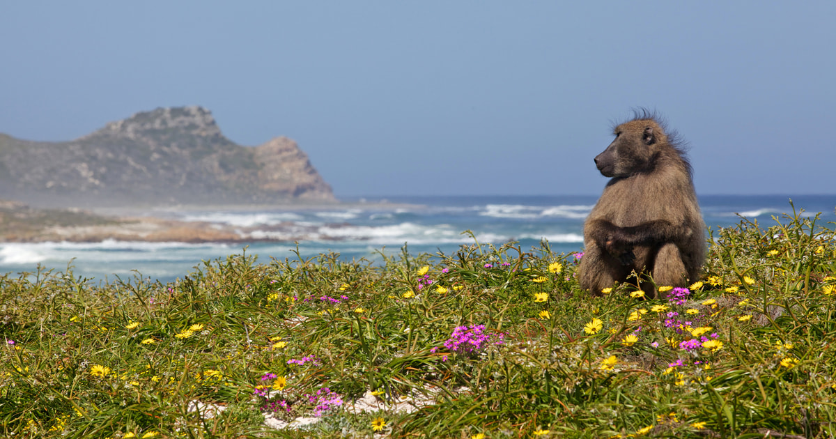 Ganztagestour auf der Kaphalbinsel ab Kapstadt | GetYourGuide