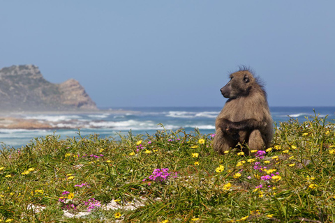 Vanuit Kaapstad: dagexcursie naar het Kaapse SchiereilandTour in het Duits en Engels voor niet-ingezetenen