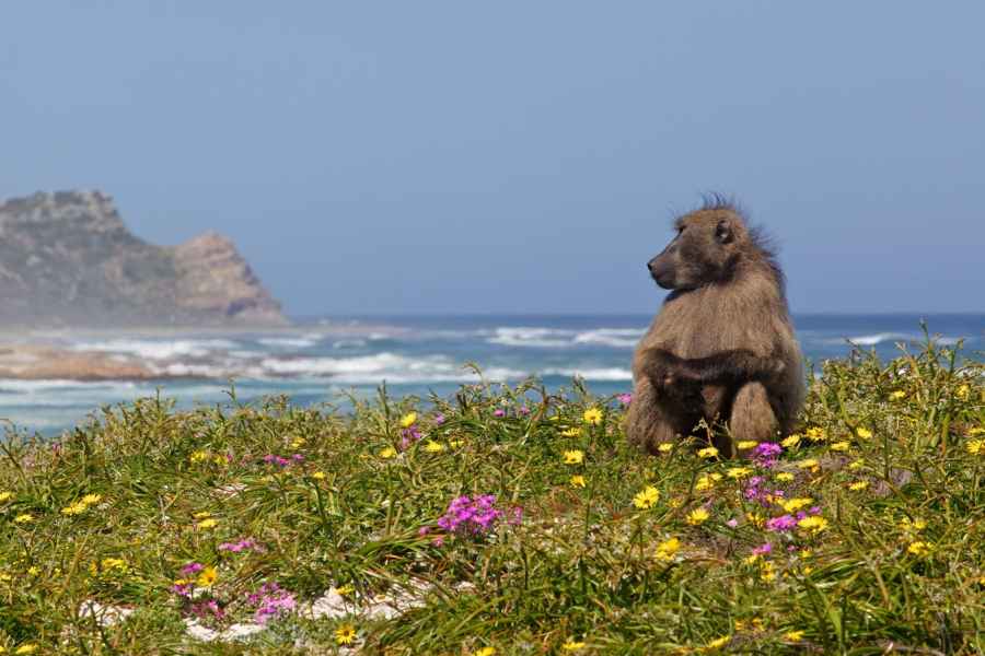 Ab Kapstadt: Kap-Halbinsel Tagestour. Foto: GetYourGuide