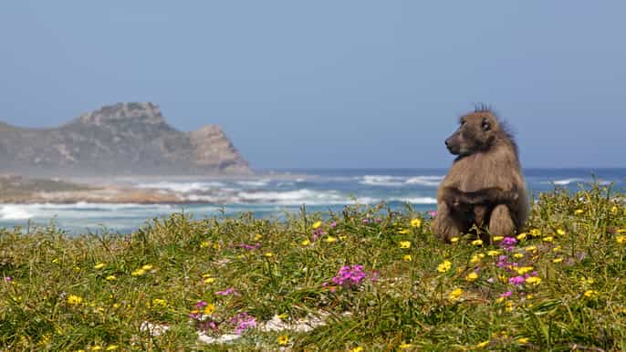 cape peninsula fullday tour from cape town