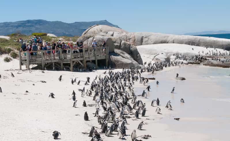 Desde Ciudad de Cabo tour de un día a Península del Cabo GetYourGuide
