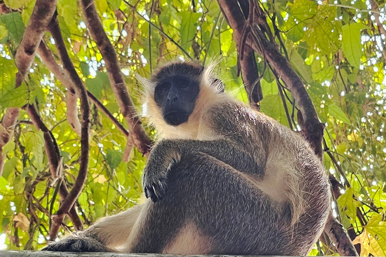 Barbados: Privat naturskön guidad tur