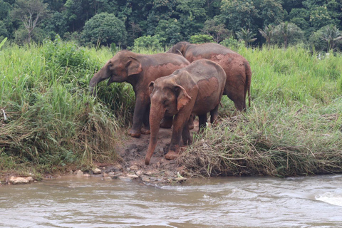 Chiang Mai : Visite du Doi Inthanon et du sanctuaire des éléphantsPrise en charge à l&#039;hôtel