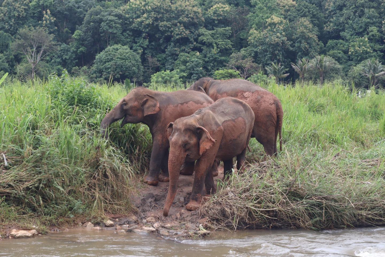 Chiang Mai: Rundtur till Doi Inthanon och elefantreservatetMötesplats