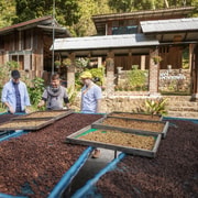Chiang Mai: Coffee Process & Tasting – From Cherry to Cup