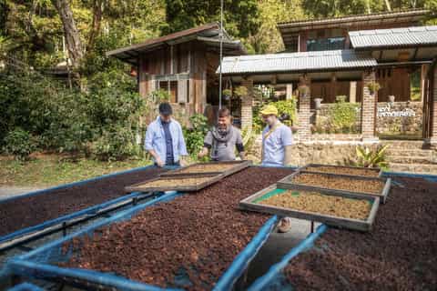 Chiang Mai: Coffee Process & Tasting – From Cherry to Cup - Image 3