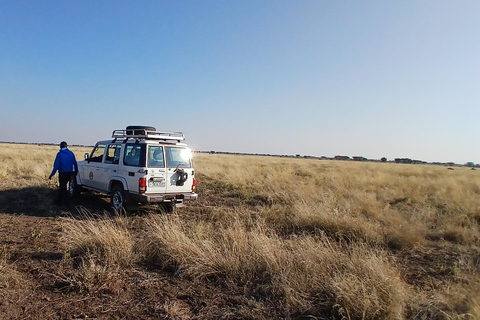 "Doświadczenie safari w Parku Narodowym Awash"