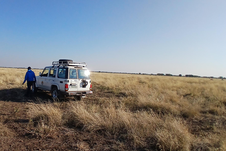 "Doświadczenie safari w Parku Narodowym Awash"