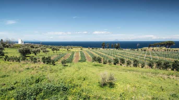 private wine tour tasting on the mediterranean sea