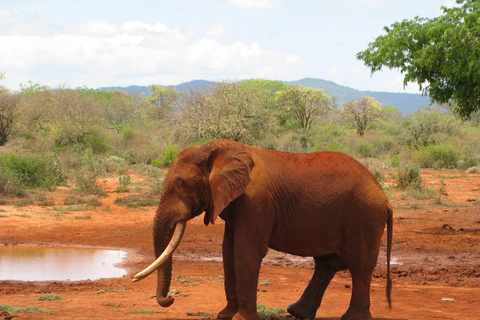 Mombasa: 3-Day Tsavo East/West & Kilimanjaro Views Safari