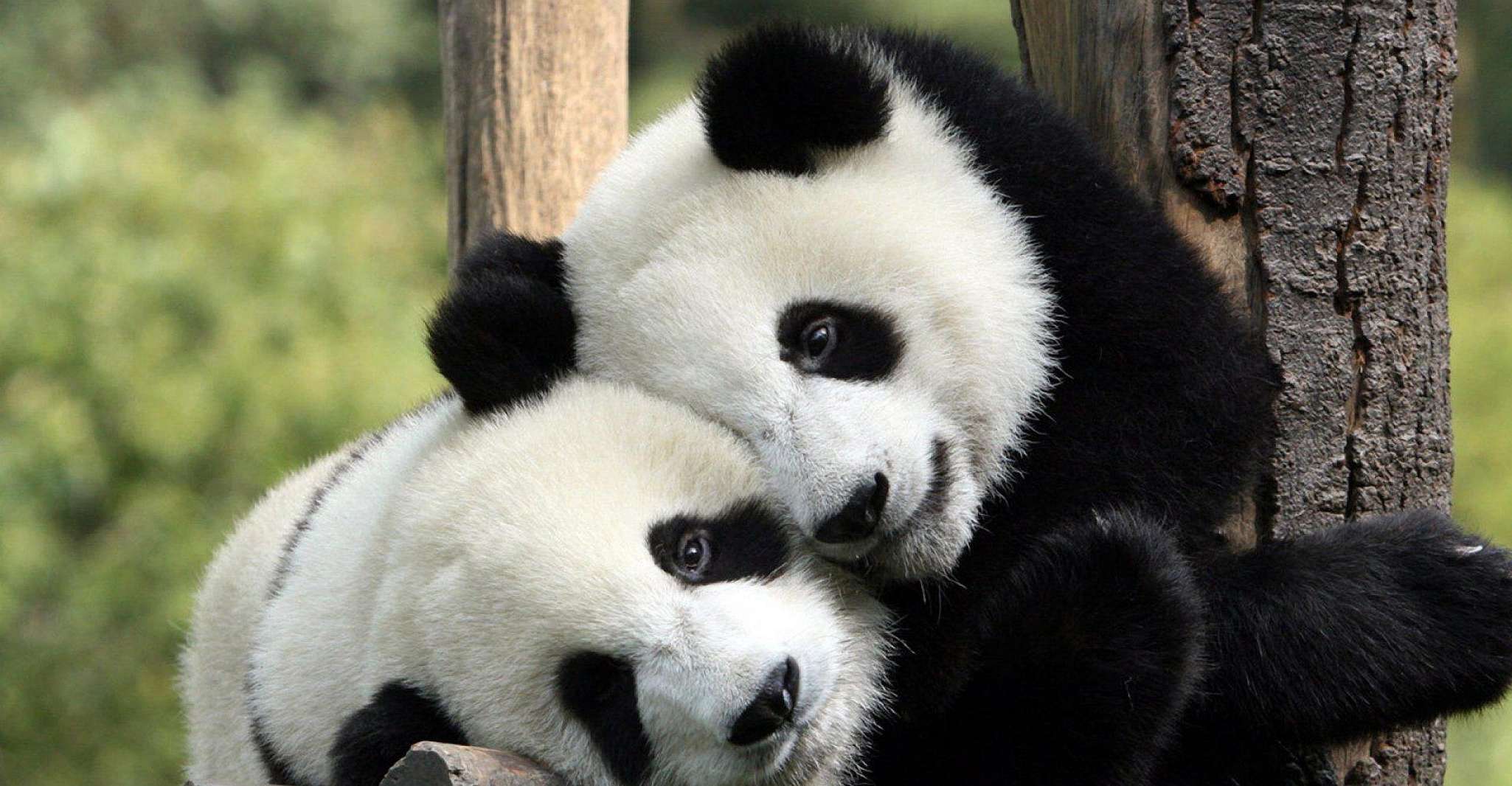 Chengdu, Private Full-Day Panda, City, Museum, & Park Tour - Hizvo