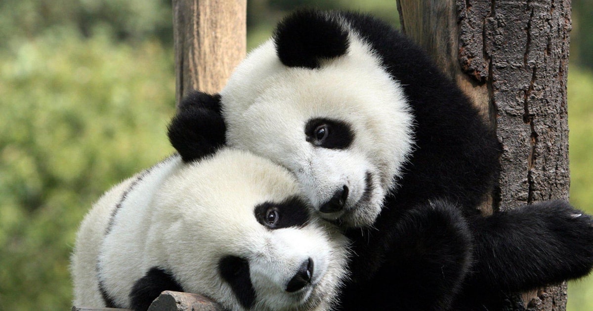 Panda day. Алмазная живопись панды 40x50. Животные. Обнимашки. Панда.
