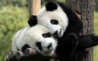 Chengdu, Private Full-Day Panda, City, Museum, & Park Tour - Housity