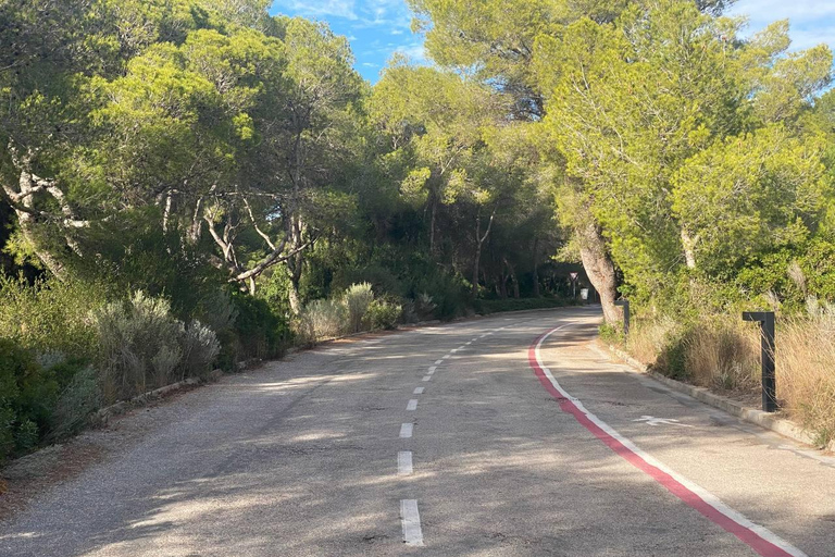 Valencia: Tour guidato in bicicletta del lago Albufera