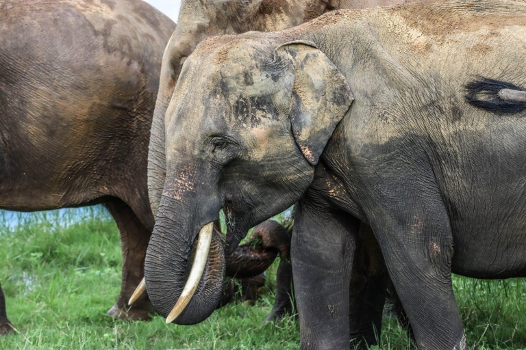 Sri Lanka: Aventura de safari en elefante con servicio de recogida del hotel