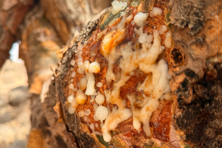 Discover West Salalah: Full-Day Tour by Safari Salalah Tours