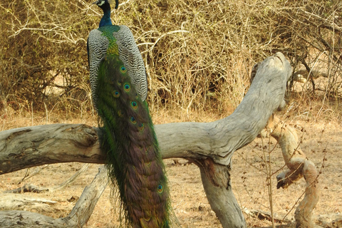 From Galle, Waligama, Mirissa & Yala safari and drop to Ella Yala full day safari (elephants and Leopards)