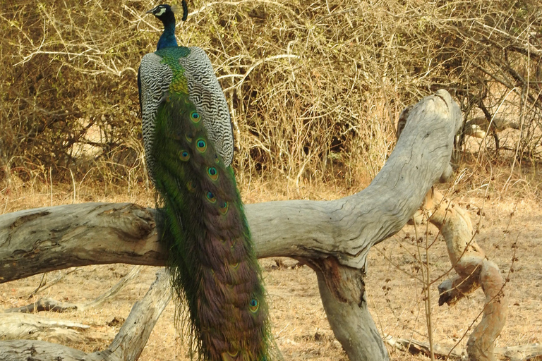 From Galle, Waligama, Mirissa & Yala safari and drop to Ella Yala full day safari (elephants and Leopards)