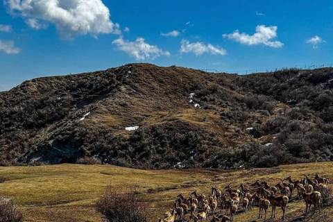 Bakoe: Shamakhi Safari Tour met lokale lunch