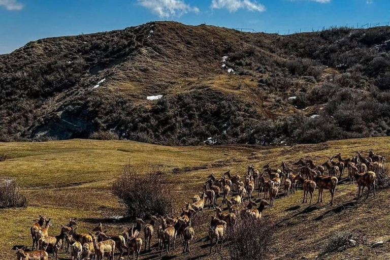 Bakoe: Shamakhi Safari Tour met lokale lunch
