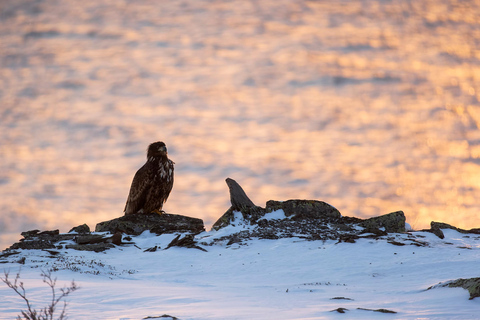 Skjervøy : Excursion en bateau chauffé pour l&#039;observation des orques et des baleines