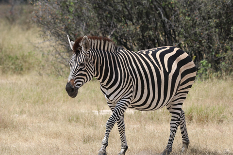 Safari de un día en HwangeExcursión de safari de día completo a Hwange