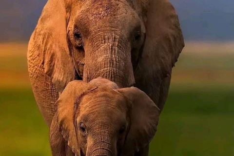 Tsavo East: Private Safari with Lunch and Transfers