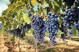 Von Pisa oder Lucca: San Gimignano und Weingut mit Mittagessen