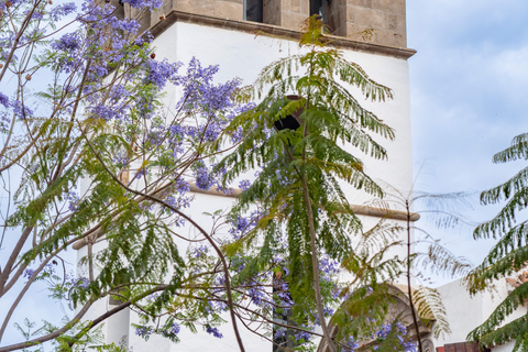 Balades Découverte Teide - La Orotava - Icod de los Vinos