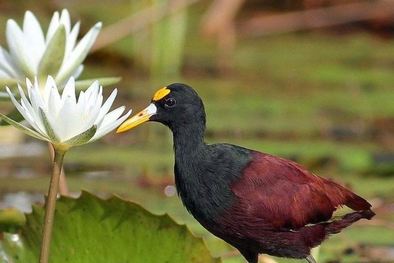 Muthurajawela Bird Watching Boat Tour & Colombo City Tour Tour from Bentota, Ahungalla, Hikkaduwa
