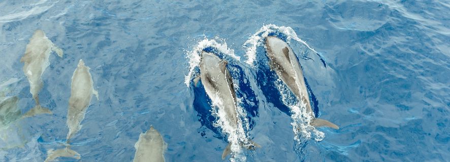 Тенерифе: наблюдение за китами и дельфинами, подводные виды