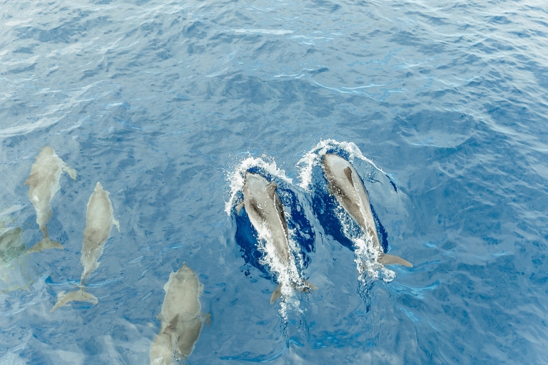 Ténérife : croisière baleines, dauphins et vues sous-marinesExcursion 2 h sans transfert pour voir dauphins et baleines