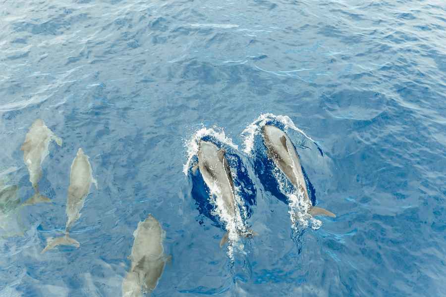 Teneriffa: Wal- & Delfin-Tour mit Unterwasser-Beobachtung