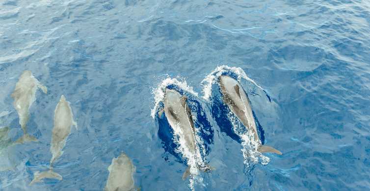 Costa Adeje Whale and Dolphin Tour with Underwater Views GetYourGuide