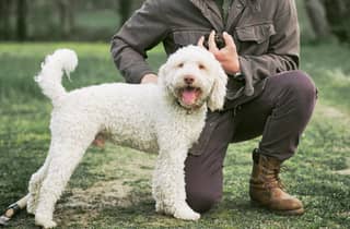 In der Nähe von Siena: Trüffelsuche in den toskanischen Wäldern