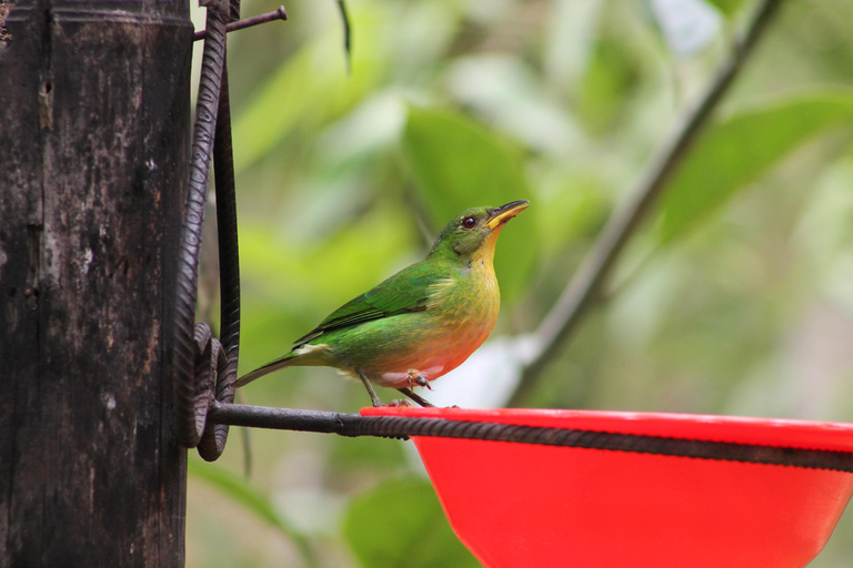 Cali: paraíso terrenal de los colibríesCali: Observación y fotografía de colibríes