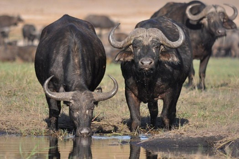 5 Hour - Tour Nairobi National Park Or Evening Game Drive