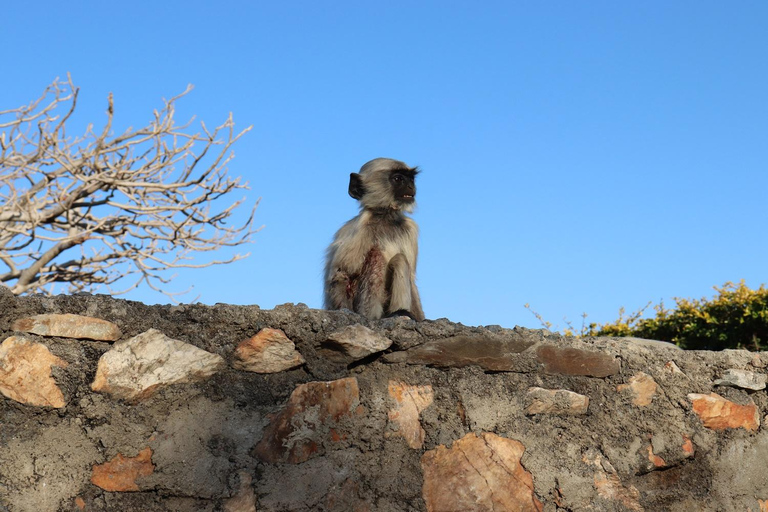 Transfer tur och retur Sajjangarh Monsoon Palace med biljetter