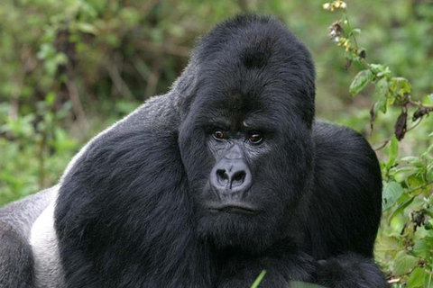 Ruanda: Faz um passeio de gorila no Parque Nacional dos Vulcões.