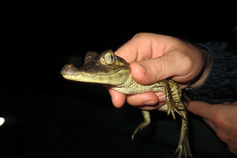Visite de la jungle amazonienne et observation nocturne des alligators depuis Manaus