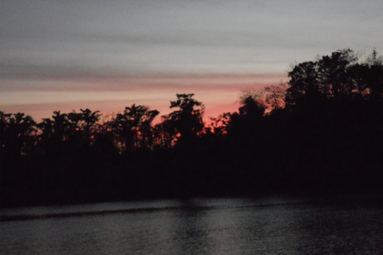 Manaus: Passeio na selva amazônica com observação noturna de jacarés