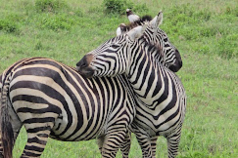 Lake Nakuru National Park Day Trip from Nairobi