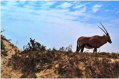 Walvisbay: Sandwich Harbour SUNSET Tour-End It Beautifully