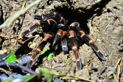 Monteverde: Private Nighttime Wildlife Tour