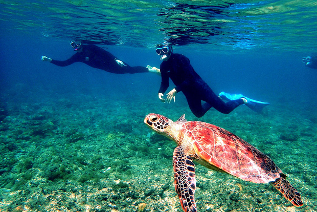 Okinawa: tour di snorkeling di un giorno alle isole Kerama da Naha