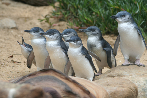 Från Melbourne: Penguin Parade och Koalas Tour